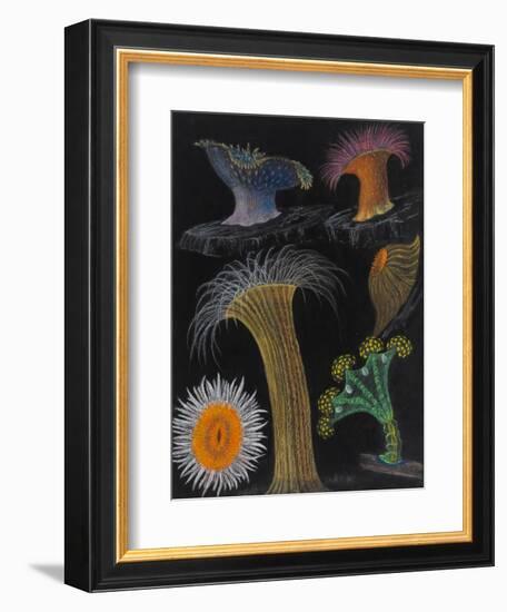 Anemones and Stalked Jellyfish-Philip Henry Gosse-Framed Giclee Print