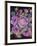 Anemones and thistles, 1998-Margo Starkey-Framed Giclee Print