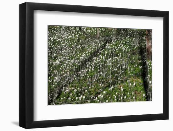 Anemones,anemones-Heidi Westum-Framed Photographic Print