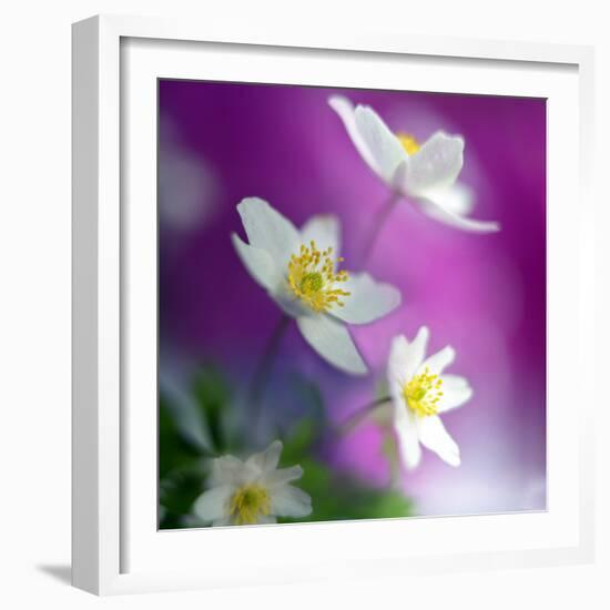 Anemones-Heidi Westum-Framed Photographic Print