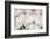 Anemones-Heidi Westum-Framed Photographic Print