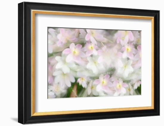 Anemones-Heidi Westum-Framed Photographic Print