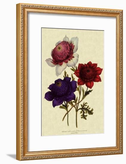 Anemones-null-Framed Giclee Print