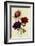 Anemones-null-Framed Giclee Print