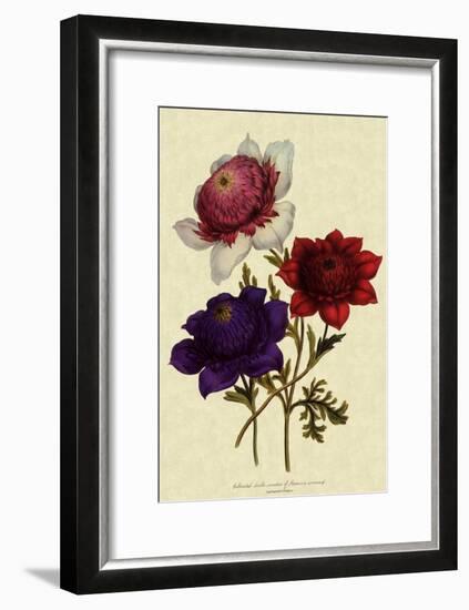 Anemones-null-Framed Giclee Print