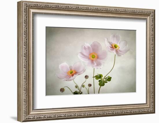 Anemones-Mandy Disher-Framed Photographic Print