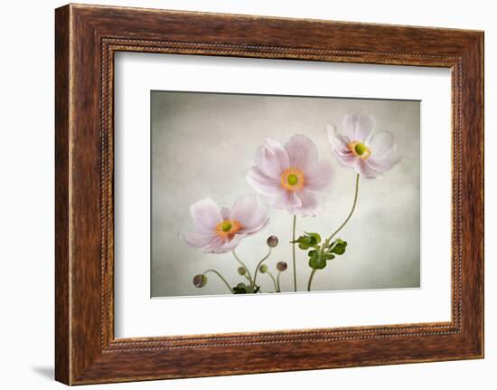 Anemones-Mandy Disher-Framed Photographic Print