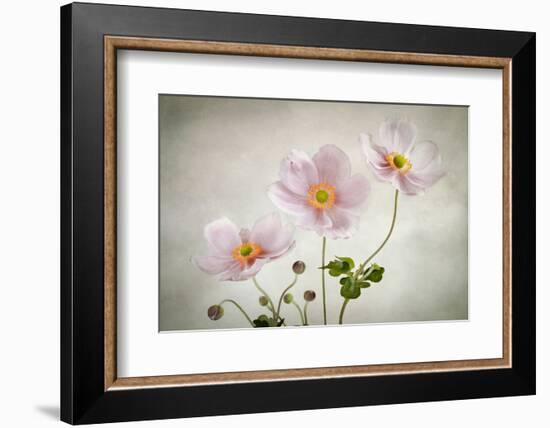 Anemones-Mandy Disher-Framed Photographic Print