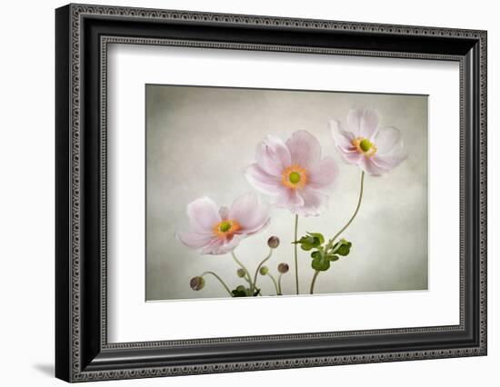 Anemones-Mandy Disher-Framed Photographic Print