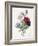 Anenome Simple-Pierre-Joseph Redouté-Framed Giclee Print