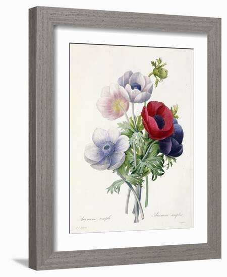 Anenome Simple-Pierre-Joseph Redouté-Framed Giclee Print