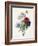 Anenome Simple-Pierre-Joseph Redouté-Framed Giclee Print