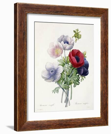 Anenome Simple-Pierre-Joseph Redouté-Framed Giclee Print