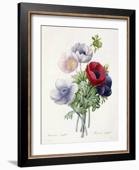 Anenome Simple-Pierre-Joseph Redouté-Framed Giclee Print