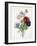 Anenome Simple-Pierre-Joseph Redouté-Framed Giclee Print