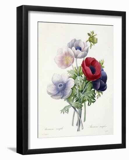 Anenome Simple-Pierre-Joseph Redouté-Framed Giclee Print