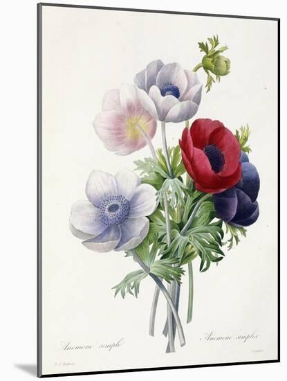 Anenome Simple-Pierre-Joseph Redouté-Mounted Giclee Print