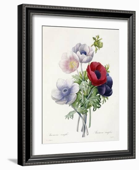 Anenome Simple-Pierre-Joseph Redouté-Framed Giclee Print