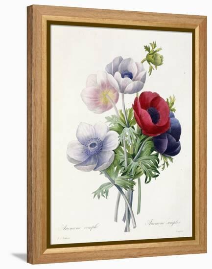 Anenome Simple-Pierre-Joseph Redouté-Framed Premier Image Canvas