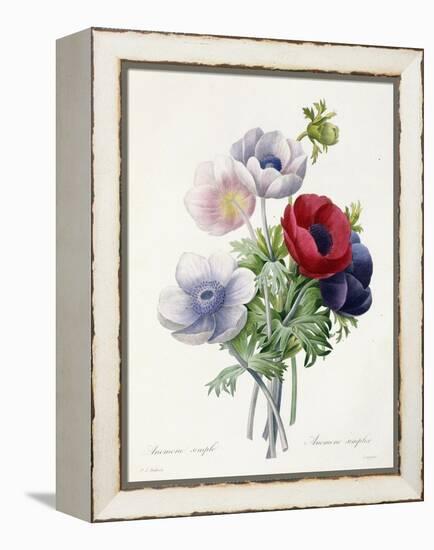 Anenome Simple-Pierre-Joseph Redouté-Framed Premier Image Canvas