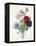 Anenome Simple-Pierre-Joseph Redouté-Framed Premier Image Canvas