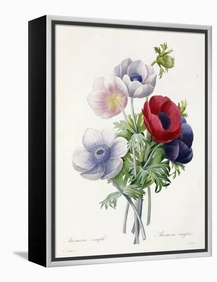 Anenome Simple-Pierre-Joseph Redouté-Framed Premier Image Canvas