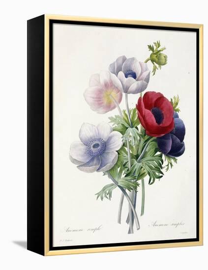 Anenome Simple-Pierre-Joseph Redouté-Framed Premier Image Canvas