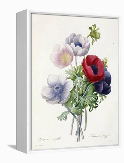 Anenome Simple-Pierre-Joseph Redouté-Framed Premier Image Canvas