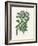 Angel Changelica Medical Botany-John Stephenson and James Morss Churchill-Framed Photographic Print