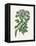 Angel Changelica Medical Botany-John Stephenson and James Morss Churchill-Framed Premier Image Canvas