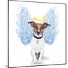 Angel Dog Feather Wings Aura Nimbus-Javier Brosch-Mounted Photographic Print