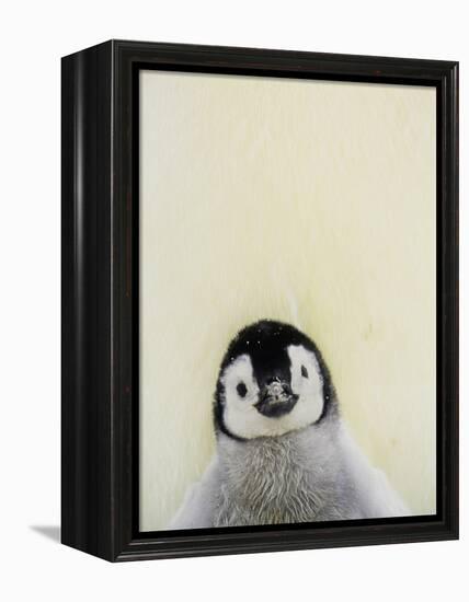 Angel Face-Art Wolfe-Framed Premier Image Canvas