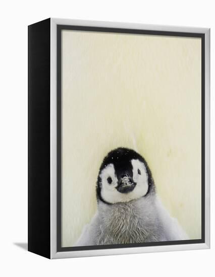 Angel Face-Art Wolfe-Framed Premier Image Canvas