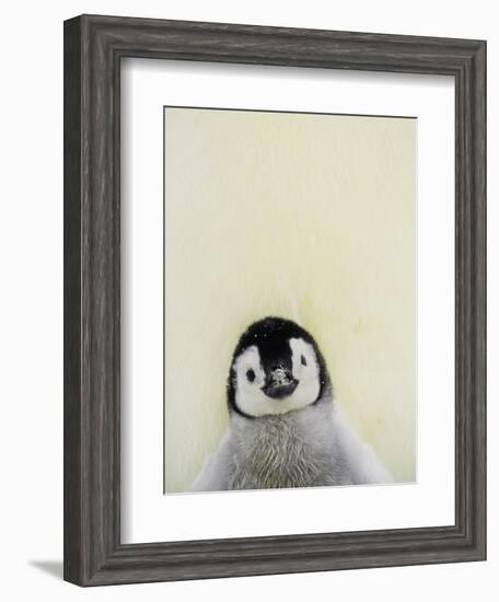 Angel Face-Art Wolfe-Framed Photographic Print