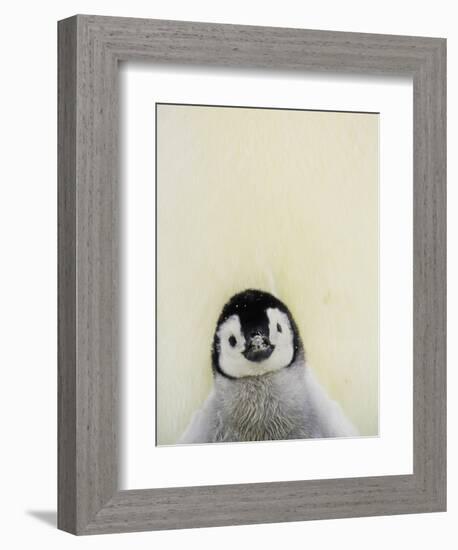 Angel Face-Art Wolfe-Framed Photographic Print