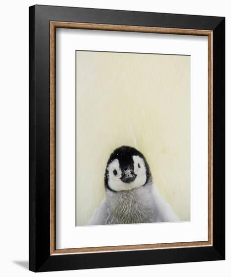 Angel Face-Art Wolfe-Framed Photographic Print