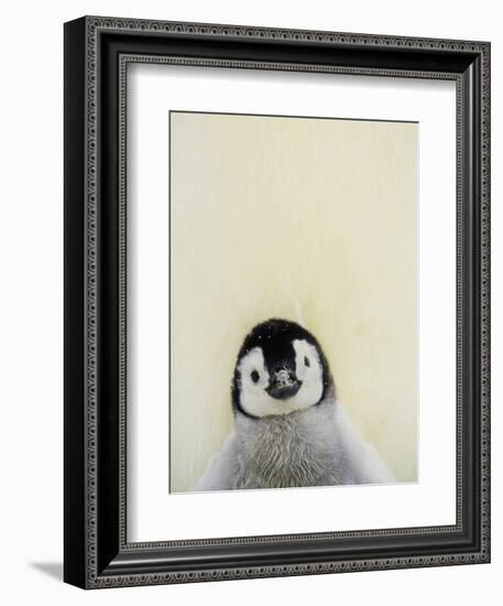 Angel Face-Art Wolfe-Framed Photographic Print