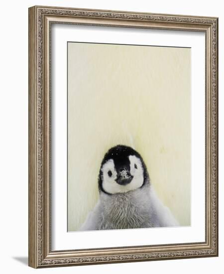 Angel Face-Art Wolfe-Framed Photographic Print