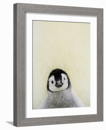 Angel Face-Art Wolfe-Framed Photographic Print