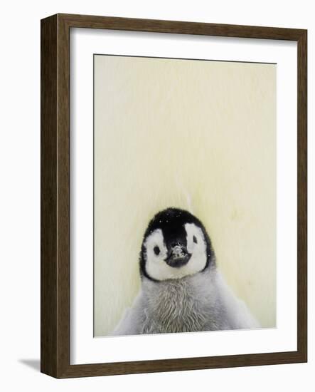 Angel Face-Art Wolfe-Framed Photographic Print