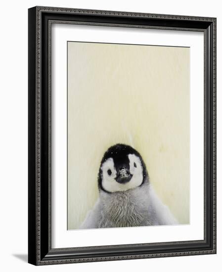 Angel Face-Art Wolfe-Framed Photographic Print