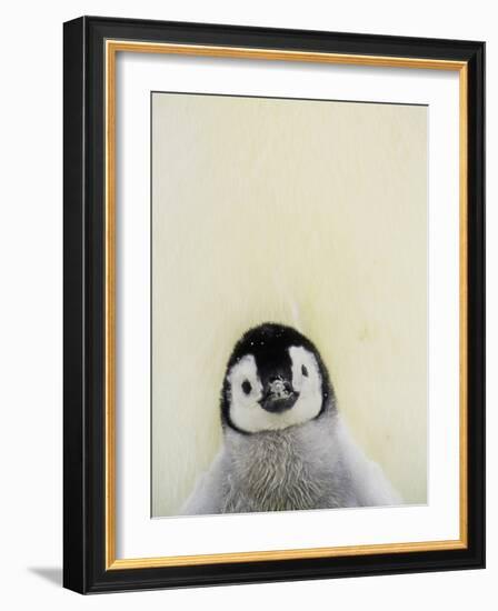 Angel Face-Art Wolfe-Framed Photographic Print