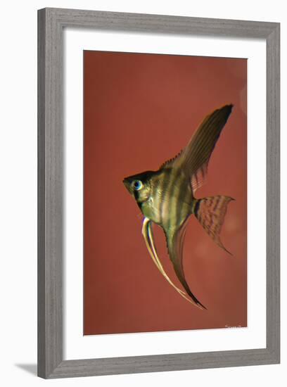 Angel Fish IV-Gordon Semmens-Framed Photographic Print