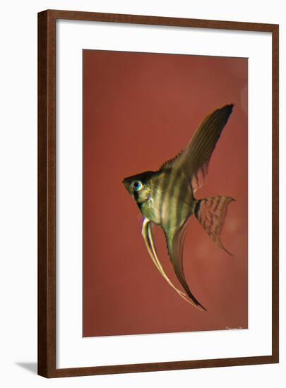 Angel Fish IV-Gordon Semmens-Framed Photographic Print