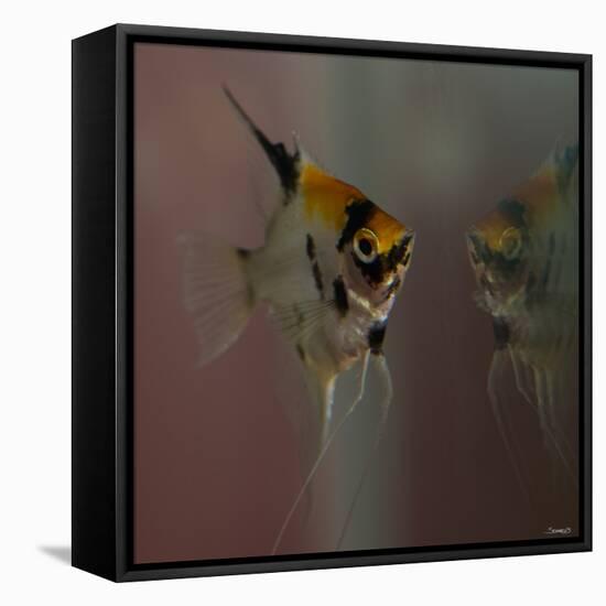 Angel Fish VII-Gordon Semmens-Framed Stretched Canvas