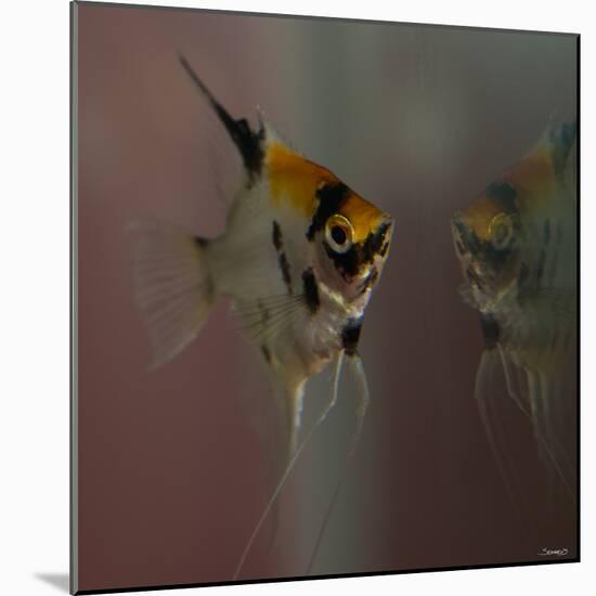 Angel Fish VII-Gordon Semmens-Mounted Photographic Print