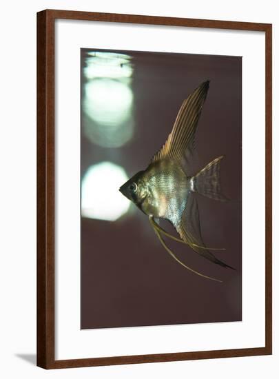 Angel Fish XI-Gordon Semmens-Framed Photographic Print