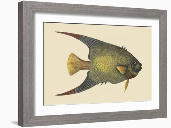 Angel Fish-Mark Catesby-Framed Art Print