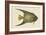 Angel Fish-Mark Catesby-Framed Art Print