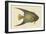 Angel Fish-Mark Catesby-Framed Art Print